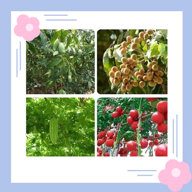 1 Pc Wasp Fly Trap Fruit Légy Rovar Hibás Lógó Méz-Csapda Fogó Gyilkos No-Poison Függő Fa Kártevőirtó Szerszám - Image 2