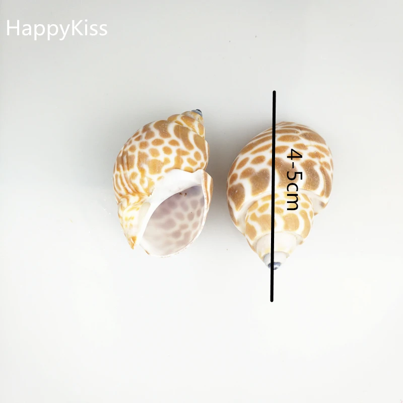 HappyKiss 2pcs big Natural conch shells bandits screw drift seafish accessories platform microscopic potted creative sea conch
