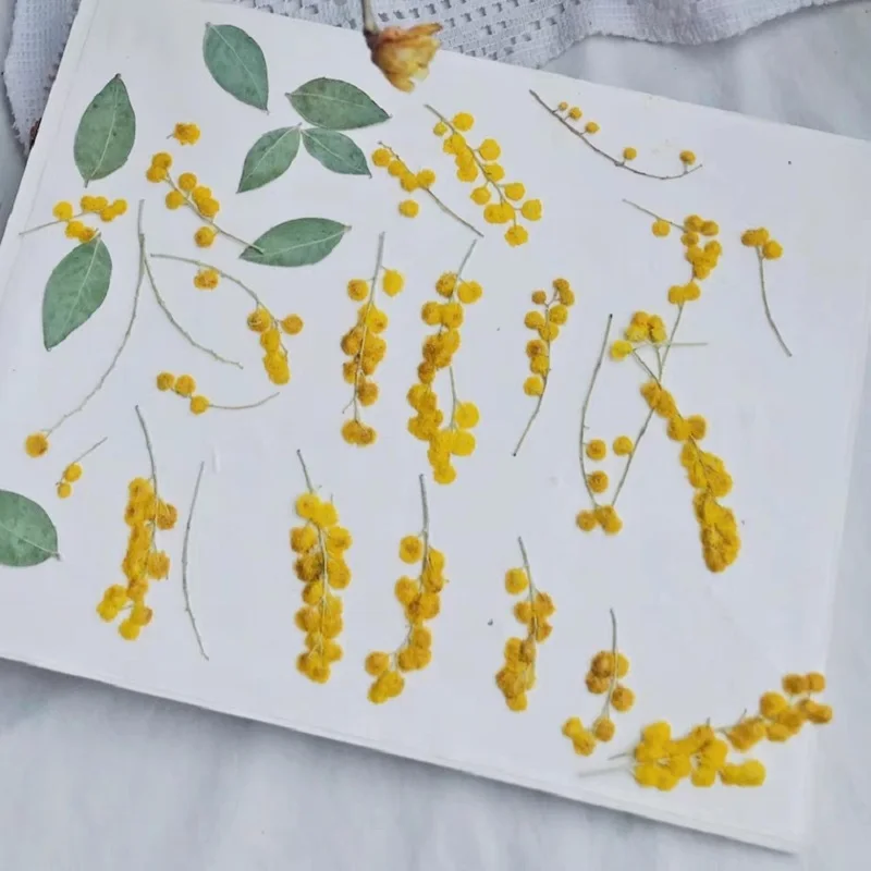 120 шт. прессованный высушенный Albizia Durazz с уплотнением для эпоксидной смолы кулон ожерелье ювелирных изделий ремесла Сделай Сам аксессуары