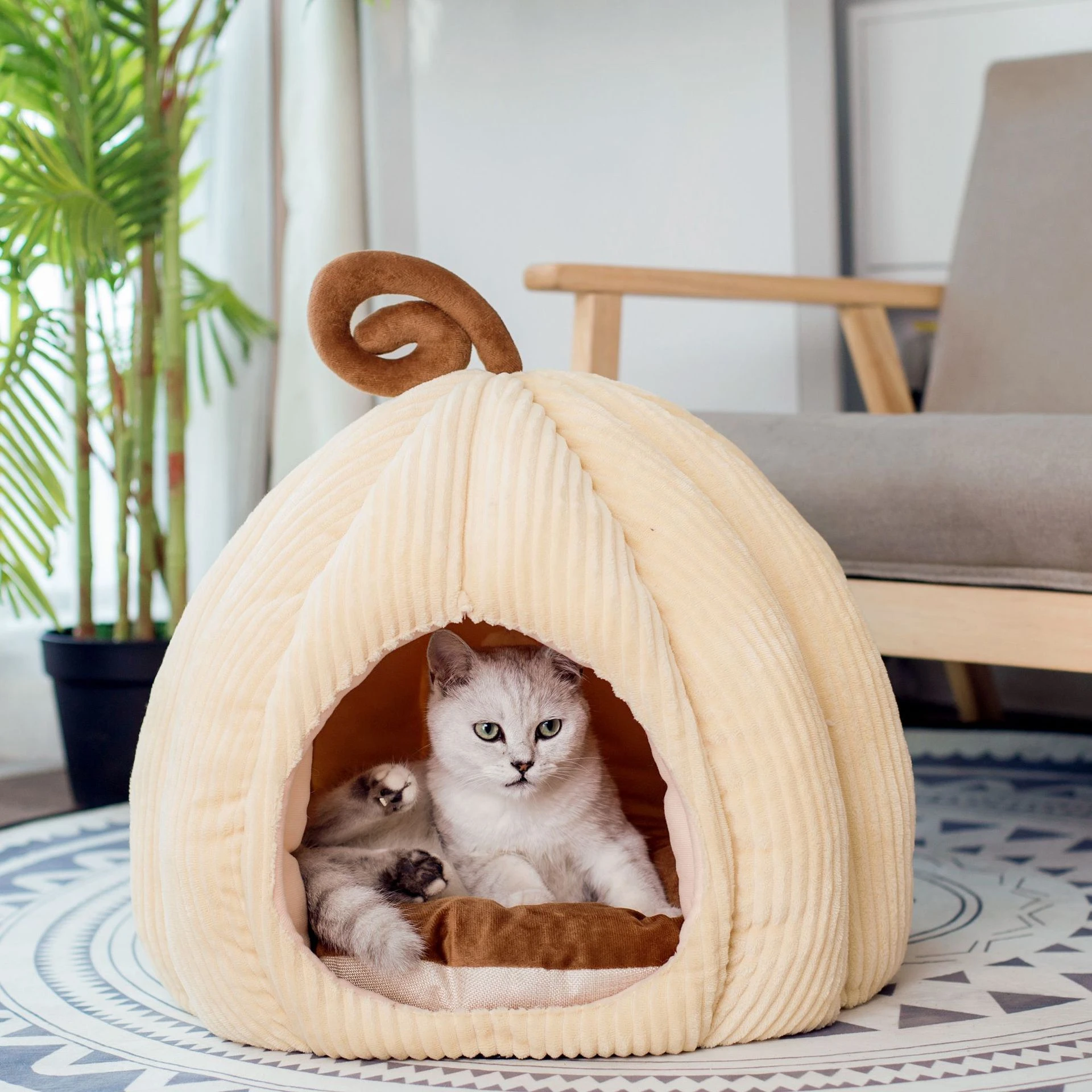 pumpkin cat house