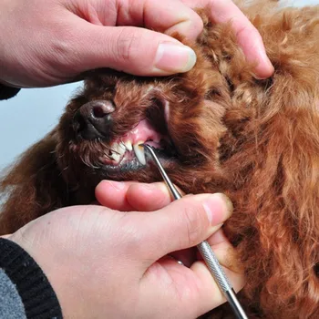 

4 Pack Pet Stainless Steel Oral Cleaning Tools Teeth Grooming Kit For Plaque Calculus Tartar Remover.6