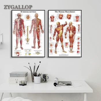 

Human Anatomy Muscles System Art Print Poster Body Map Canvas Painting Wall Pictures for Medical Education Office Home Decor