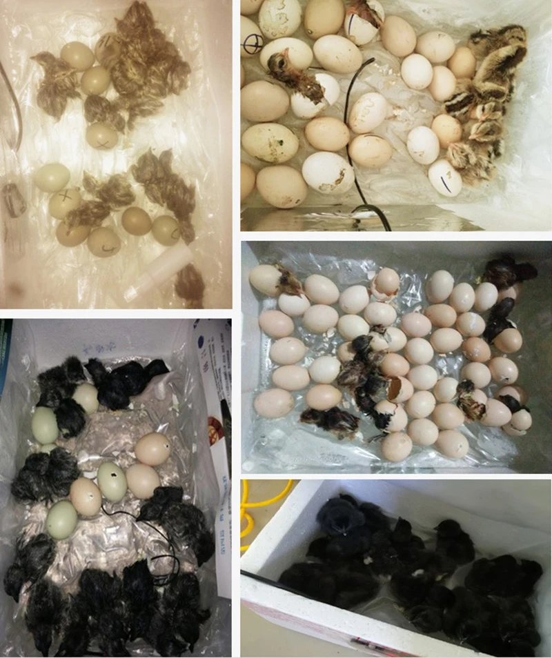 H981bad6742f8427a95ad98c277a3530dZ