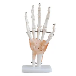 Modelo de articulación manual de 12 piezas (naturalmente grande)