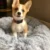 Собака Кровать Кошка Дом Длинный Плюшевый Pet Кровать Успокаивающие Кровати Pet Корзина Питомник Собака Круглая Подушка Кошки Зимняя Подушка Теплый Спальный Мешок Коврик