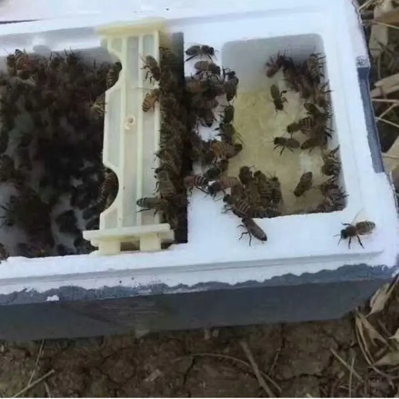 Урожай пчеловодства коробка пенопласта Пчеловодство королевская коробка опыление для пчеловодства оборудование для пчеловодства инструмент для дома улья чехол для дома