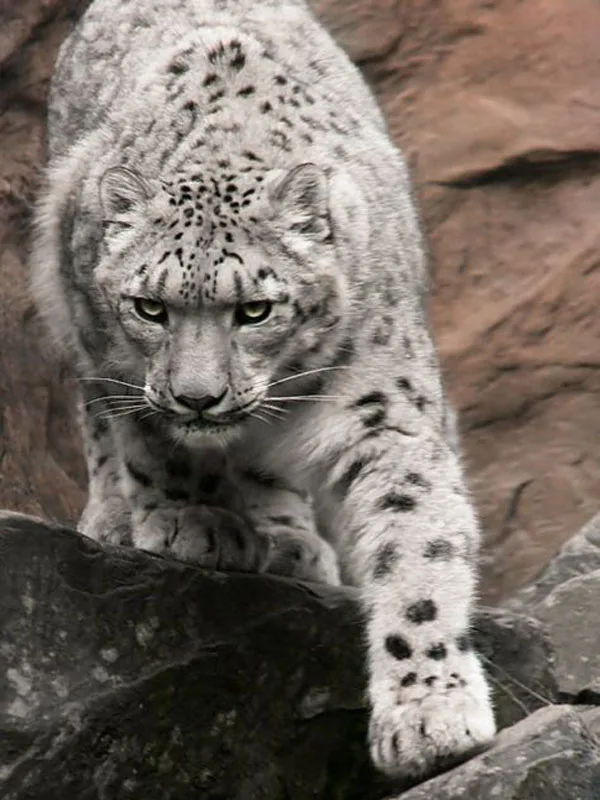 3878912a8ec8fd36f4cf8557f6d1ff2e--white-leopard-snow-leopard