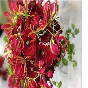 Ngryise 3 шт набор Gloriosa superba - Цвет: 5