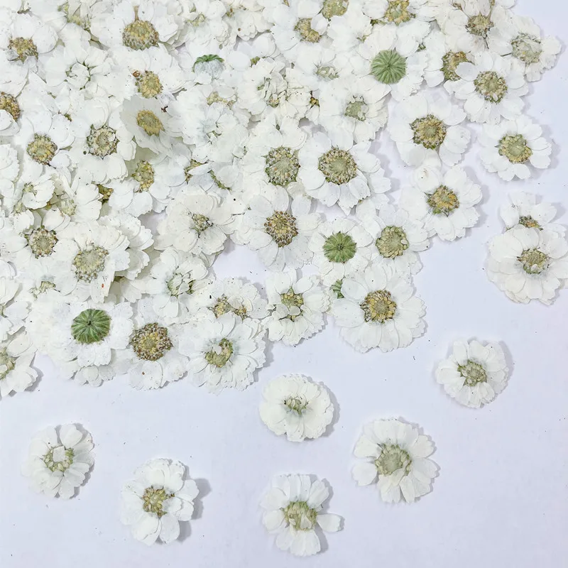 

1-2cm/100pcs,Pressed Small daisy Hibiscus Flower,dry flower petals wholesale DIY manual glue drop jewelry phone case nail Decor
