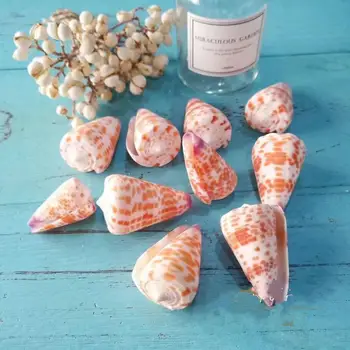 

Natural conch shell Conus rare 5-6CM red brick floor aquarium landscaping Home Decoration DIY gift collections