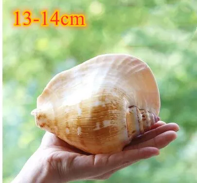 O Large natural sea shells beach shell specimen for fish tank fishing net schelp nautical home decor Wedding Party Decor Crafts - Цвет: O