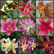 100 шт Высокое качество цветок лилии Oo(не лампочки лилии