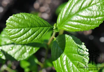 

Alnus Cremastogyne Alders Alnus Qi-Mu