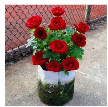 

Roses graines a planter easy to grow indoor outdoor balcony potted semillas de plantas de flor exterior