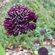 50 шт. свежий настоящий Scabiosa atropurpurea flower P-semillas sementes