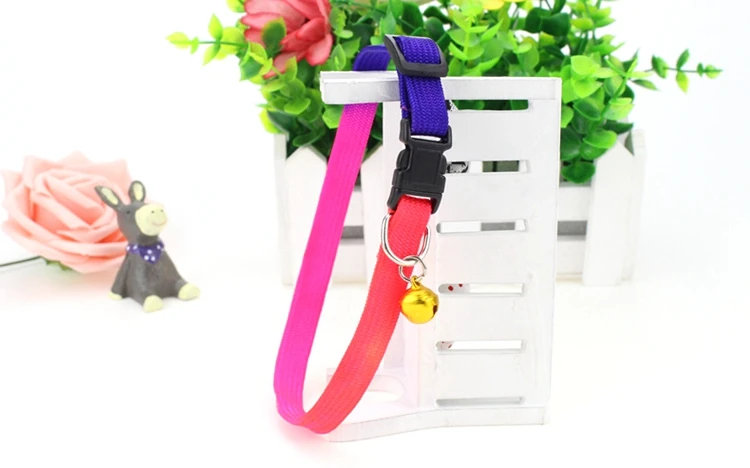 dog collars (11)
