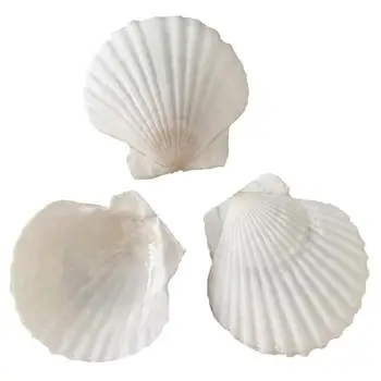 

2 Pcs 10-14Cm Natuurlijke Coquille Kokosnoot Schelp Leeuw Shells Specimen Aquarium Decoratie Thuis Bruiloft Schelpen Voor sier