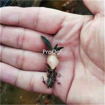 

Ngryise 5Pcs A set Ariocarpus retusus