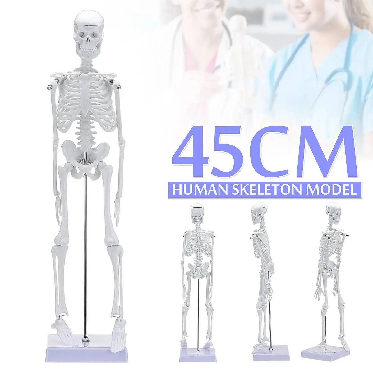 

45cm Height Human Anatomical Anatomy Skeleton Medical Learn Aid Human Skeletal Model Medical Learn Aid Anatomy Art Sketch Bone