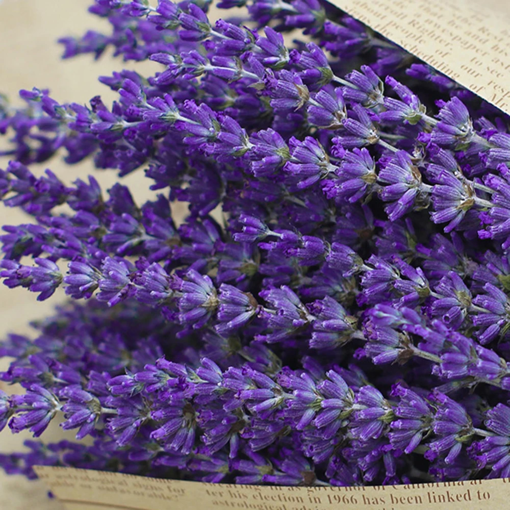Сухой натуральный букет из цветов лаванды сушеный Живой Цветок букеты Лавандовый цветок