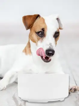 

Pet Heating Bowl Ceramic Automatic Heat-Water Dispenser Detachable Pets Food Heat Tools For Cats Dogs Rabbits Chickens Universal