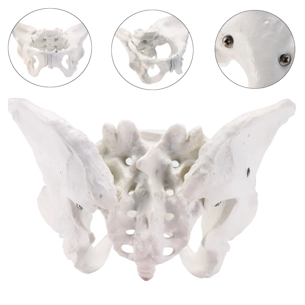 

Human Anatomy Model Female Anatomical Pelvis Model Skeleton Anatomical Anatomy Pelvic Model Medical Science Education Supplies