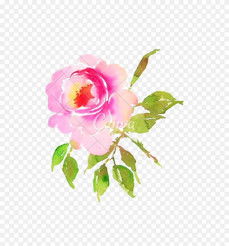 仙人掌玫瑰花园玫瑰水彩花png图片素材免费下载 图片编号 Png素材网