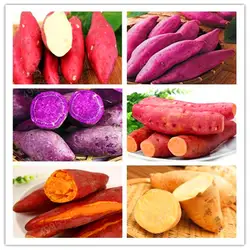 500 шт много цветов сладкий картофель органические не-ГМО овощи для двора и фермы посадки Ipomoea batatas вкусные ингредиенты