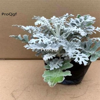 

Ngryise 1Pcs A Set Jacobaea maritima