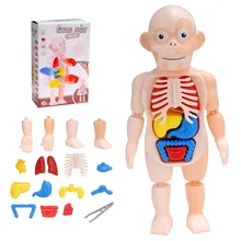 Montessori – puzzle 3d pour enfants, jouet éducatif, anatomie du corps humain, kit d'assemblage bricolage même, outils d'enseignement
