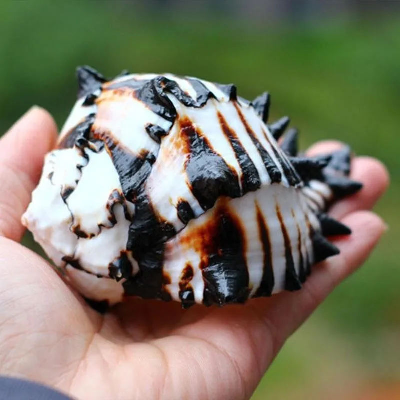 11-13cm Natural Black White Bone Snail Mediterranean Home Fish Tank Platform Landscape Coral Conch Shells Creative Craft Gift