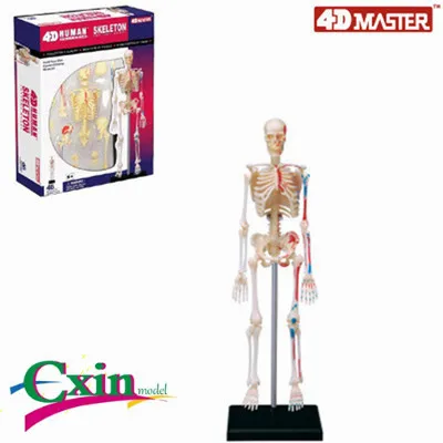 4D модель собранная модель анатомии мышц человека модель анатомическая модель