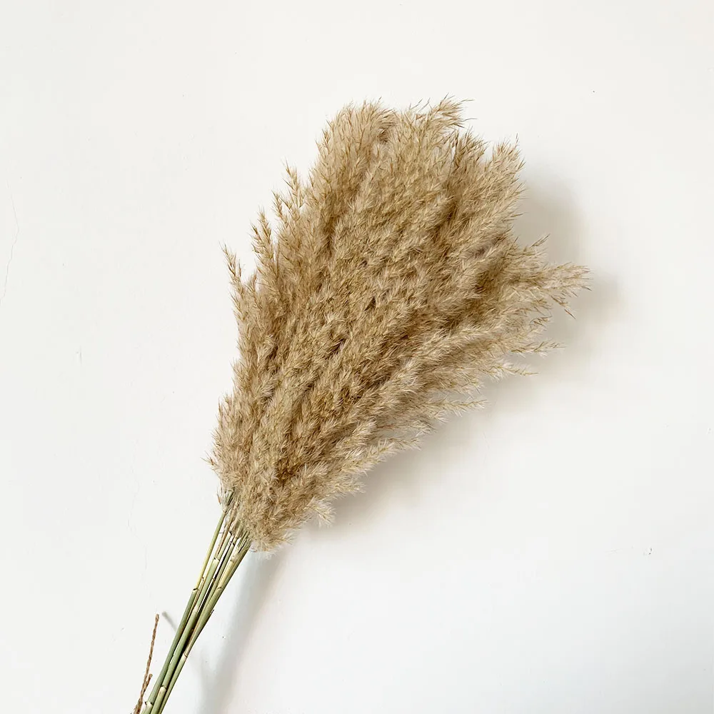 10 шт. свадебный цветок букет засушенный натуральный тростник пампасная трава сырье цвет домашний декор phragmites munisg - Цвет: 10 pcs Raw Color