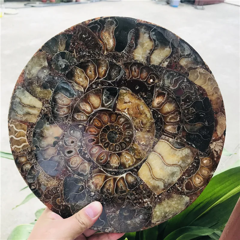 25 centimetri Ammonite Fossil Fetta Piastra Natura Borsette un compassl MADAGASCAR FOSSILE del CAMPIONE di GUARIGIONE decorazione