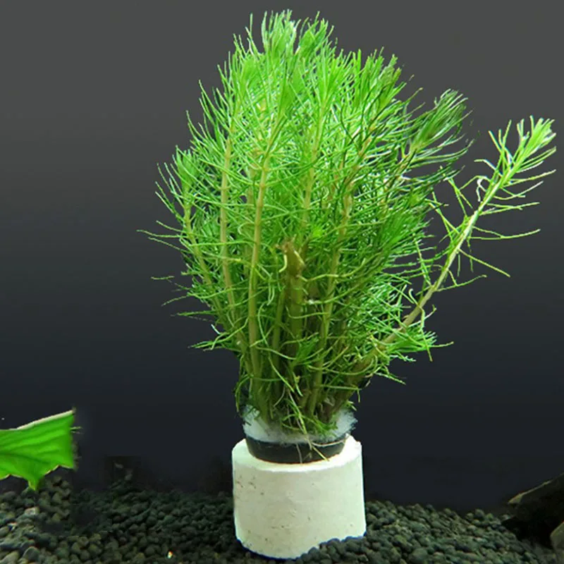 Aquarium dekoration Keramik fisch tank Anlage Befestigung Topf Polka Wasser Pflanzen topf pflanzung zylinder tasse aquarium zubehör – Detail 4