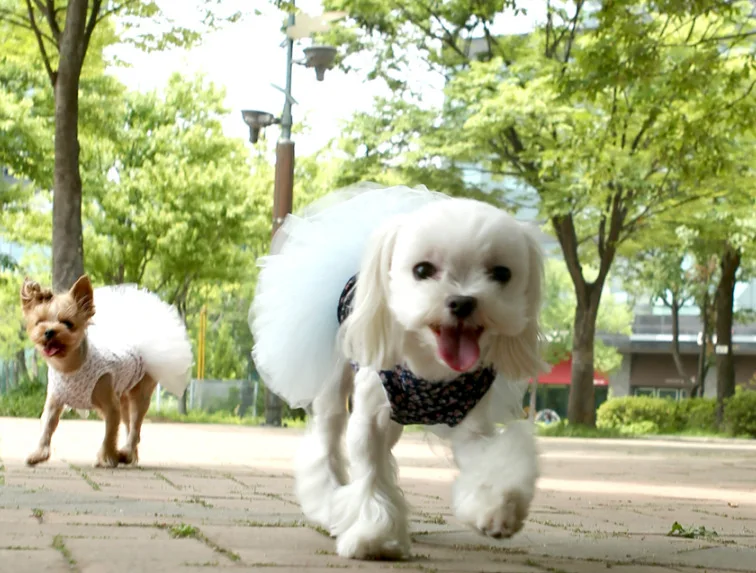 В настоящее время доступны Pet летняя одежда юбка для собак весна и лето стиль напрямую от производителя щенков принцесса