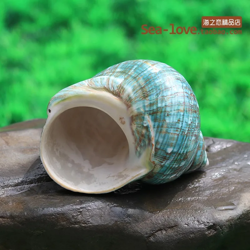 Large Green Snail Natural Conch Shell Aquarium Landscaping Home Decoration Collection Sea Snail Specimens Mediterranean Crafts