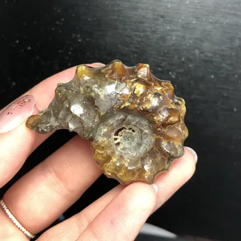 

Natural Polished "Goat Horn" Fossil Ammonite Conch Douvilleiceras Madagascar Mineral Specimen