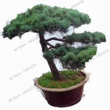 Горячая Распродажа! 30 шт./лот, японские сосновые растения Pinus Thunbergii Plantas Bonsai floresling DIY, домашний сад,,# F7RB7E