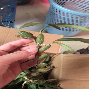 

Ngryise 10pcs Dendrobium nobile