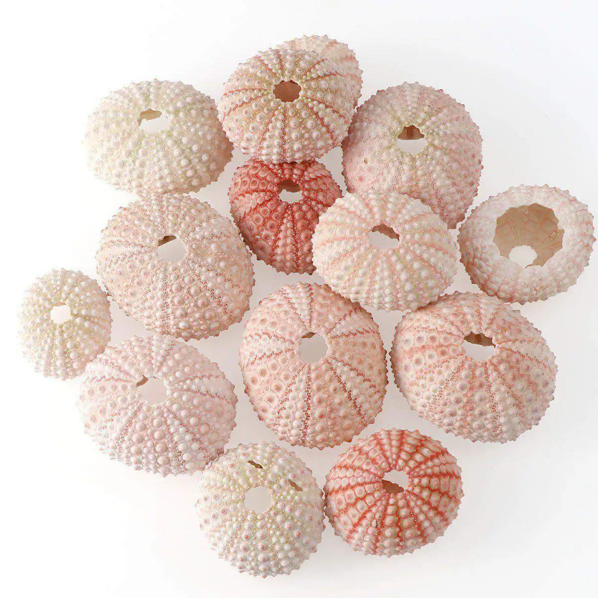 2/4/6Pcs 3.5-5 CM Natural Small Pink Sea Urchin Shell Conch Beach Wedding Decoration Coastal Home | Дом и сад