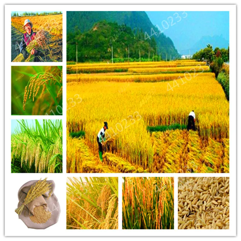 

200 PCS Natural Golden Rice Plant Non-GMO Heirloom High Disease Resistancehigh Yield Crop High-Quality Paddy For Home Garden