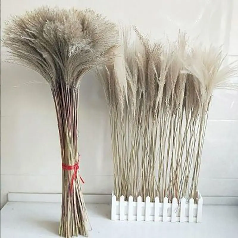 Сушеная пампасная трава натуральные травы тростник цветы букет цветов сухие
