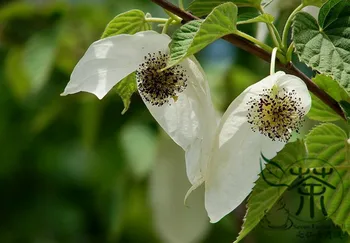

Davidia Involucrata Handkerchief Tree Dove Tree Gong-Tong
