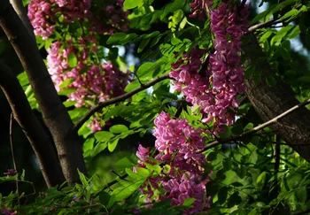 

Robinia Hispida Bristly-Locust Rose-acacia Mao Yanghuai