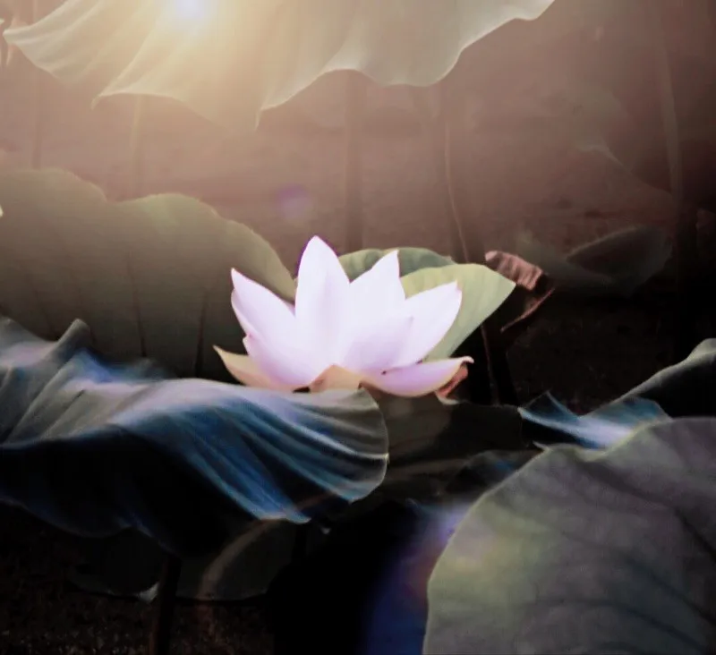 TB29._vqVXXXXXnXXXXXXXXXXXX_!!0-rate