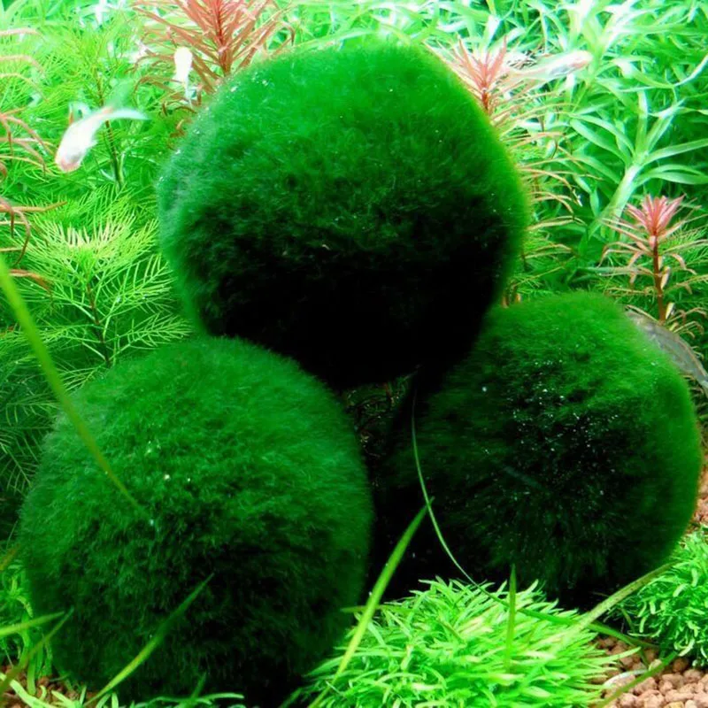 Красивый мох Marimo мяч 4-5 см легко живущий зеленый зоотовары аквариум растительный шар из водорослей пейзаж Водные виды