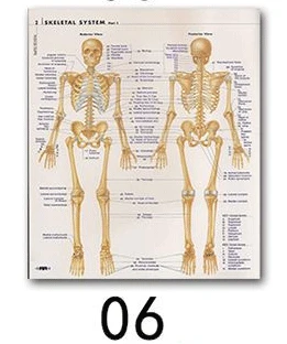 Анатомия человека, система мышц, художественный плакат, печать, карта тела, шелковая Живопись, настенные картины для медицинского образования, офиса, домашнего декора - Цвет: 06