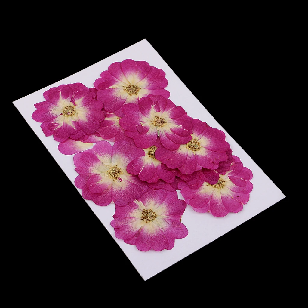 12x Chinese Rose Pressed Natural Dried Flower For DIY Resin Ornament 
