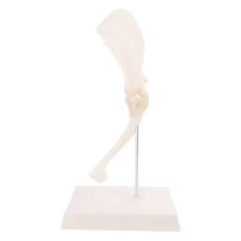 

Dog Canine Shoulder Joint Model Veterinary Teaching Research Skeleton Halloween